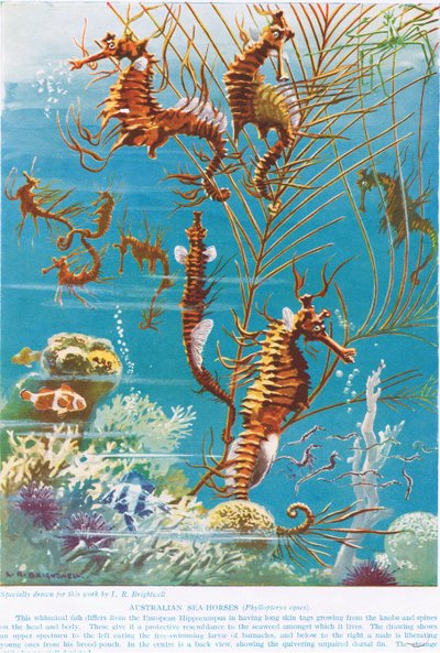 Australian Seahorses by Leonard Robert Brightwell
